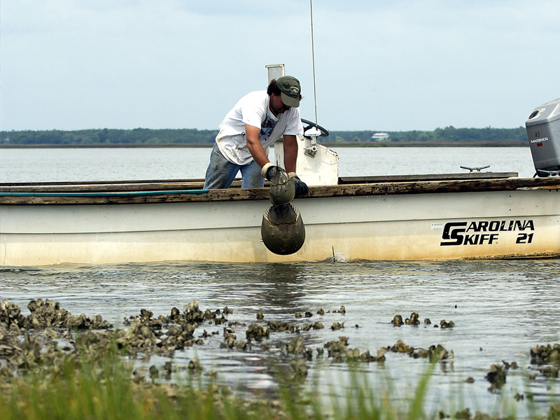 Licensed fisherman collecting a horseshoe crab from water aligning with horseshoe crab conservation efforts 