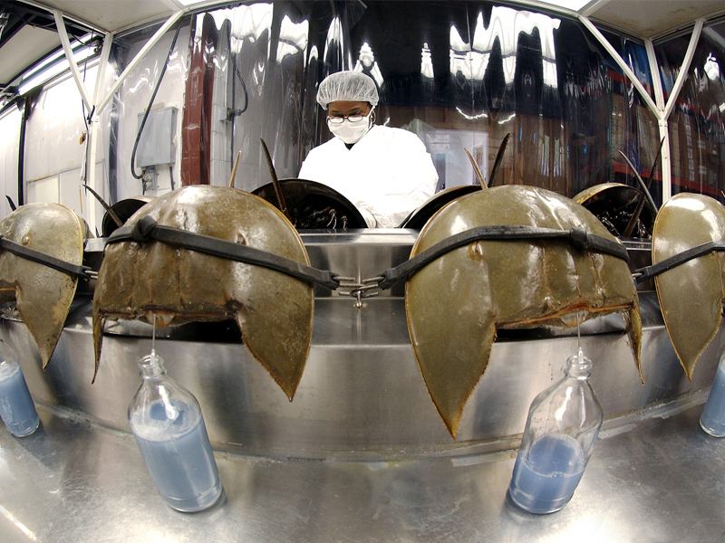Horseshoe crab blood being collected in alignment with horseshoe crab conservation efforts