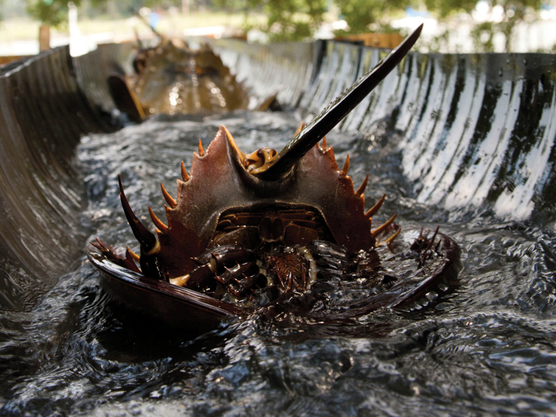 Horseshoe crabs being released in alignment with horseshoe crab conservation efforts 