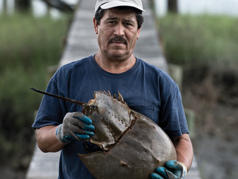 Licensed fisherman holding a horseshoe crab and assisting with horseshoe crab conservation efforts
