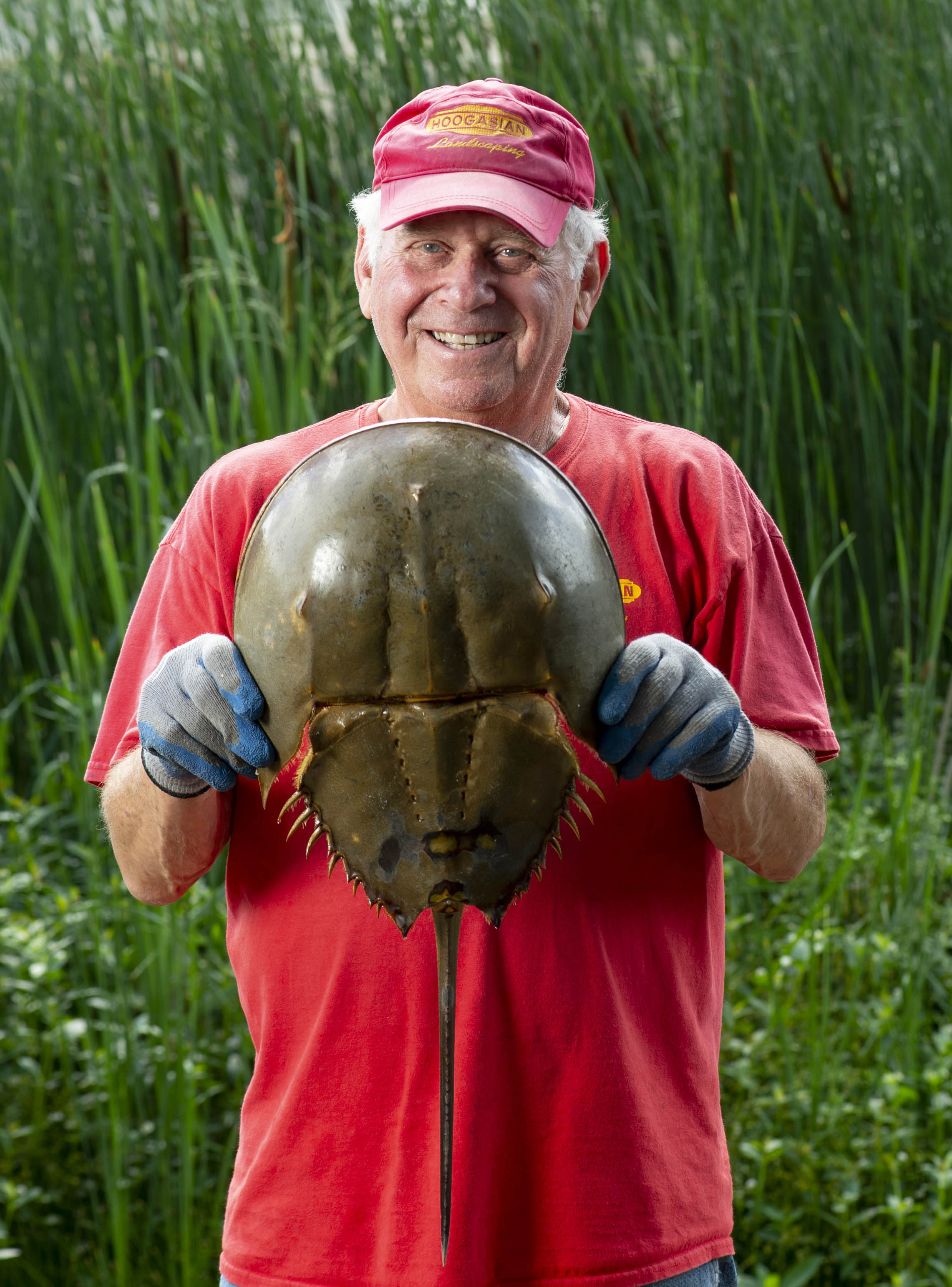 Smiling elderly fisherman holding a horseshoe crab